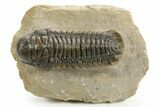 Detailed Crotalocephalina Trilobite - Atchana, Morocco #359540-3